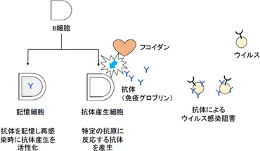 フコイダンとウイルス感染 