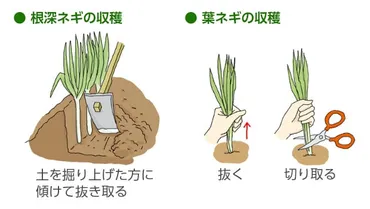 ネギの育て方・栽培方法