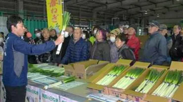 柔らかく甘い春ネギ、出荷本格化西日本有数の産地・鳥取