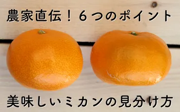 農家直伝！甘くて美味しいみかんを見分ける6つのポイント 