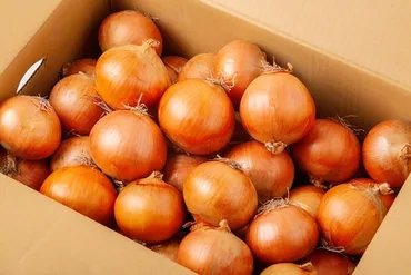 年産先行受付津別町産玉ねぎ特別栽培