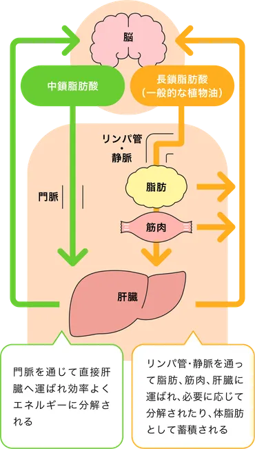 ココナッツオイルの力