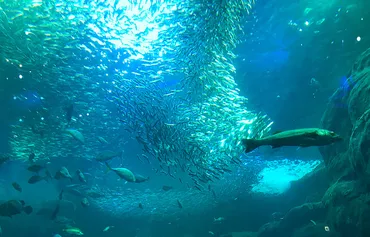 新江ノ島水族館』で相模湾や海の生態系を楽しみながら学ぼう!