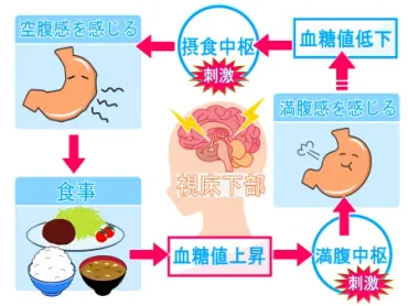 もち麦で腸活！水溶性食物繊維゛ベータグルカン゛でスッキリ 