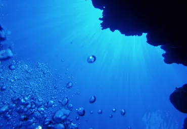 富山湾の海洋深層水で蓄養した、入善漁協の「海洋深層水アワビ」の弁当