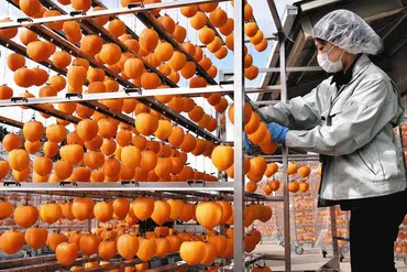 堂上蜂屋柿、甘く大きく美濃加茂で予約受け付け始まる:中日新聞