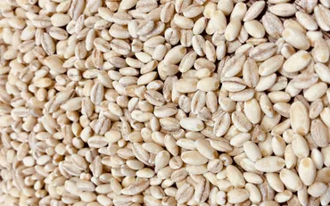 もち麦は糖尿病に良い?血糖値への影響は?おすすめのレシピも紹介!