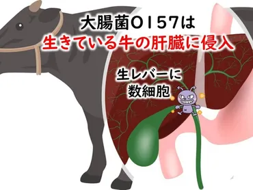 なぜ、腸管出血性大腸菌がいる生レバーは禁止で、サルモネラ菌がいる生卵は禁止されていないの？ 