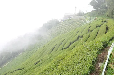 杉林渓高山ウーロン茶：台湾の三大高山茶 