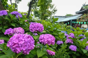 今週末から開催！東京・白山神社「文京あじさいまつり」をレポート！2024年の最新情報も紹介♪