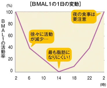 時計遺伝子ビーマルワンでダイエット!太りにくい食事時間は?【痩せる食べグセ】