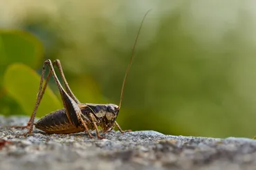 昆虫食って本当に美味しいの？未来の食卓を彩る昆虫食とは！？