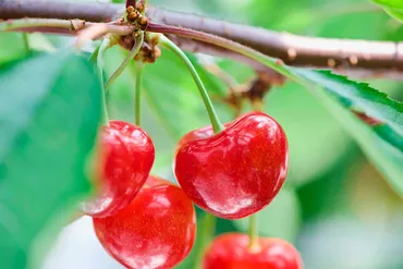 日本 青森 独自の品種を開発して産地を守り、世界を目指す。青森県が生んだ新品種「ジュノハート」