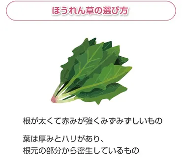 ほうれん草に含まれる栄養素とその効果とは？選び方や保存方法も解説 