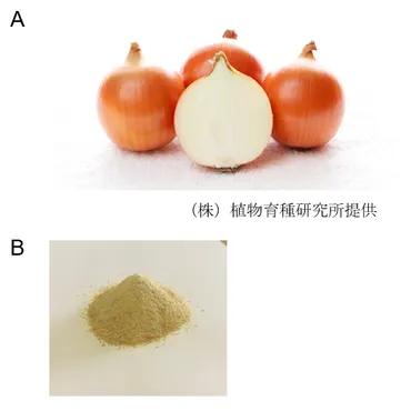 研究成果) タマネギのケルセチンは認知機能維持に役立つ 