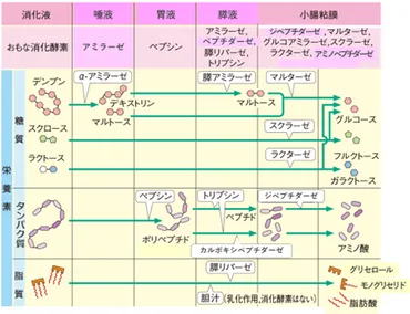 栄養アプローチに欠かせない!最初のステップ「消化と吸収」