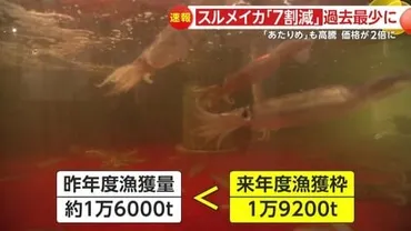 不漁続くスルメイカ…年度漁獲枠過去最少「割減」か「白身魚の高級魚と同じレベルに」寿司店からも懸念の声値上がりは「あたりめ」にも