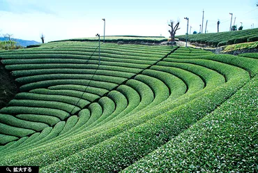 日本遺産を訪ねる西への旅日本茶年の歴史散歩宇治茶の郷を歩く:西日本