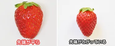 美味しいイチゴ甘いイチゴの見分け方選ぶ方法のコツいちご農家直伝–農家のレシピ
