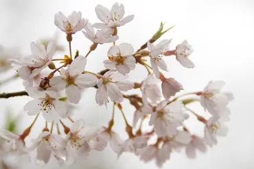 桜・薄紅彼岸(ウスベニヒガン)