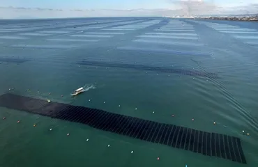 地球温暖化で海水温上昇、窮地の漁業ノリ養殖の食害深刻化、食文化存続の危機