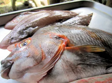 タカノハダイの刺身！ぜいごラインに残る鱗 