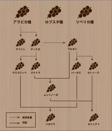 コーヒーの品種について 