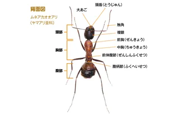 アリハンドブックでわかる日本の身近なアリ