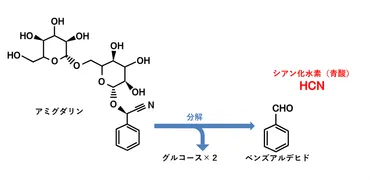杏仁豆腐」で中毒を起こさないのは何故?