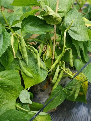 大正金時豆の栽培と収穫！美味しい豆を育てるには？大正金時豆の育て方と収穫のポイント