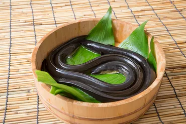 うなぎの種類はいくつある?天然・養殖・国産の違いや見分け方も解説