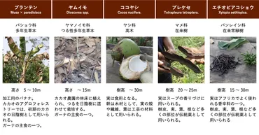 カカオによる森林破壊の問題