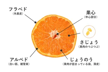 みかんの白い筋は食べるべき？筋に含まれる栄養素や名前をご紹介！