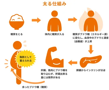 ダイエットの基本、知っておきたい糖質とカロリーの関係性とは？糖質制限、カロリー計算、レシピ…食生活改善の羅針盤