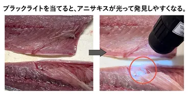 アニサキス食中毒、何が問題？原因と対策を徹底解説！(？)魚介類に潜む危険！アニサキスとその対策