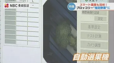 ブロッコリー2026年度から゛指定野菜゛に追加 生産者おすすめの食べ方 長崎県雲仙市