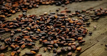 チョコレートの値上げ。その背景にある西アフリカ産カカオの高騰について【Steenz Breaking News】