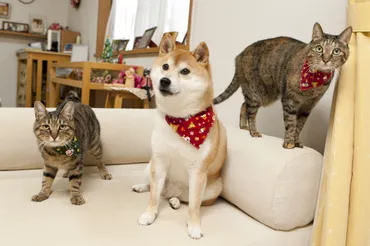 かぼす・つつじ・ぎんなん、そしてオニギリのこと : かぼすちゃんとおさんぽ。 Powered by ライブドアブログ