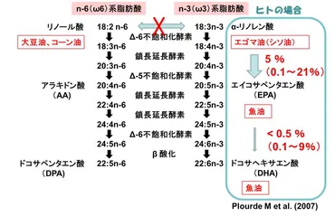エゴマ油の脳機能に及ぼす影響-ヒト介入試験成果からエゴマ油は畑の魚油(DHA・EPA)になり得るか?│第29回 植物油栄養懇話会│植物油INFORMATION 第107号│一般社団法人 日本植物油協会