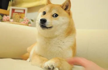 世界を笑顔にした柴犬「かぼすちゃん」の物語？世界を魅了した柴犬かぼすちゃんの軌跡