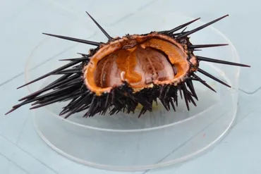 ウニの未来を拓く！磯焼け問題と代替魚の挑戦？持続可能な漁業と食の未来