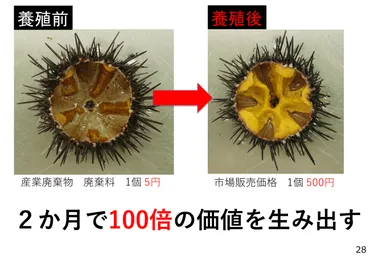豪州現地法人【KSF Australia Pty. Ltd.】を設立。北三陸から、世界の海を豊かにする！「うに 再生養殖技術」を国内外で横展開し、世界の藻場再生に取り組みます。