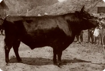 幻の和牛「比婆牛」とは？その魅力と堪能できる場所を紹介！広島県庄原市の恵み、比婆牛の秘密
