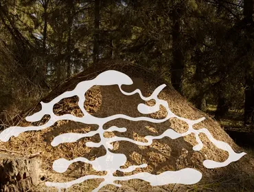 フォルミカ・ルーファのすべて 