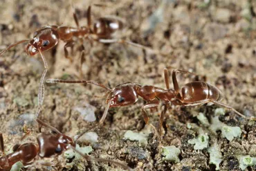 アルゼンチンアリ