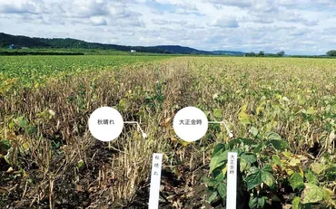 栽培しやすく加工に強い早生金時「秋晴れ」 