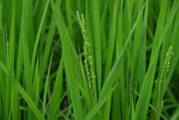 気候変動下での持続可能な栽培について。新たな農業の在り方と最新研究 