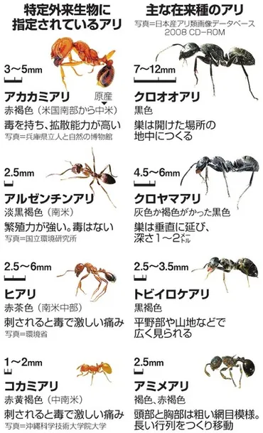 外来アリの脅威？クロオオアリの力で解決？(侵略的外来アリ、クロオオアリ、(Z)-9-トリコセン)クロオオアリの秘めた力：外来アリ防除への期待