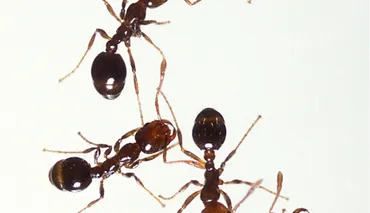 侵害性アリの防除に有効 環境負荷の少ない忌避物質を在来アリから発見 
