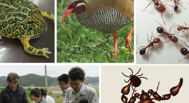 外来社会性昆虫の科学的防除